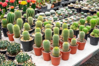 Masada nadir bulunan tropikal bitkiler, çocuk odasındaki küçük saksılar, özel mini bitkiler..