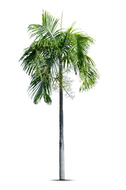Beyaz arka planda izole edilmiş palmiye ağaçları grubu, mimari tasarım ve dekorasyon çalışmaları için uygun. 