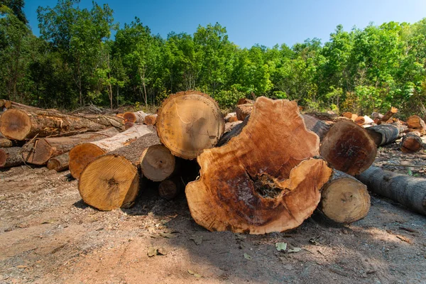 Madeira Natural Serrada Logs Como Fundo Vista Superior — Fotografia de Stock