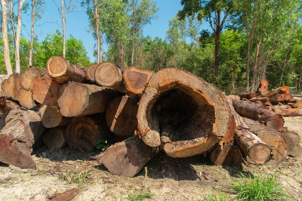 心臓の形の木の削減の木切り株テクスチャ背景穴 — ストック写真