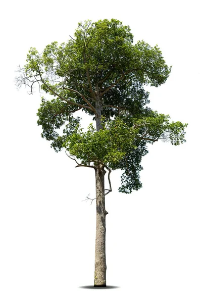 白い背景に緑の木 白い背景に隔離された木 デザイン 建築に使用される熱帯の木 — ストック写真