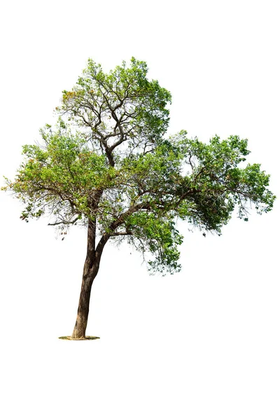 Перспектива Дерева Изолированы Белом Фоне Тропические Деревья Изолированы Используемые Дизайна — стоковое фото