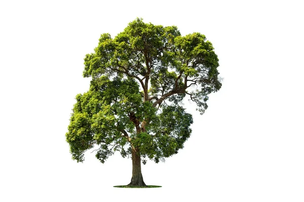 Isolerat Grönt Träd Vit Bakgrund Träd Isolerade Vit Bakgrund Tropiska — Stockfoto