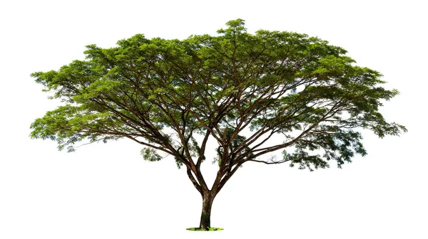 Árbol Verde Aislado Sobre Fondo Blanco Árboles Aislados Sobre Fondo — Foto de Stock