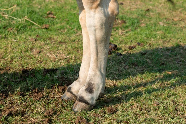 Kuhbeine Auf Dem Hof Die Beine Einer Kuh Stehen Kuhbeine — Stockfoto