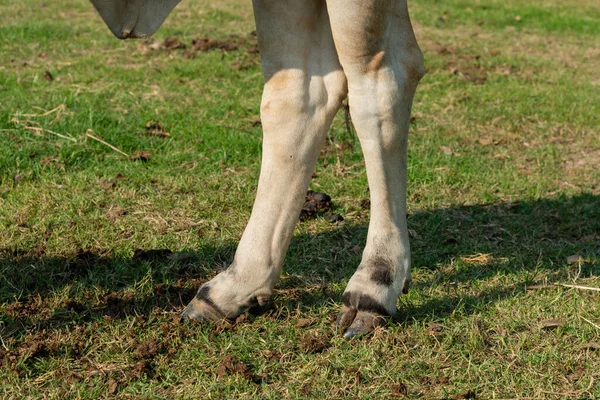 Pata Una Vaca Parada Suelo Granja — Foto de Stock