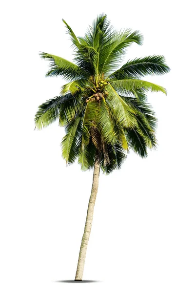 Coco Palmeira Isolado Fundo Branco Palmeira Contra Fundo Branco — Fotografia de Stock