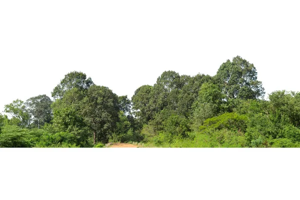 Vista Uma Árvore Alta Definição Isolada Sobre Fundo Branco — Fotografia de Stock