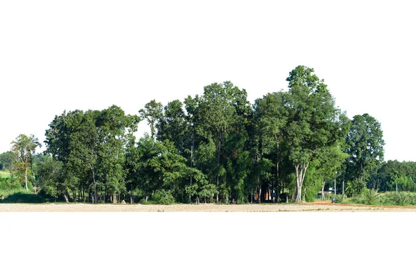 Treeline は白い背景に分離された高解像度の表示 — ストック写真