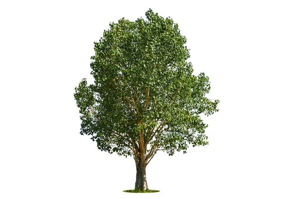 Albero Verde Isolato Sfondo Bianco Alberi Isolati Sfondo Bianco Alberi — Foto Stock