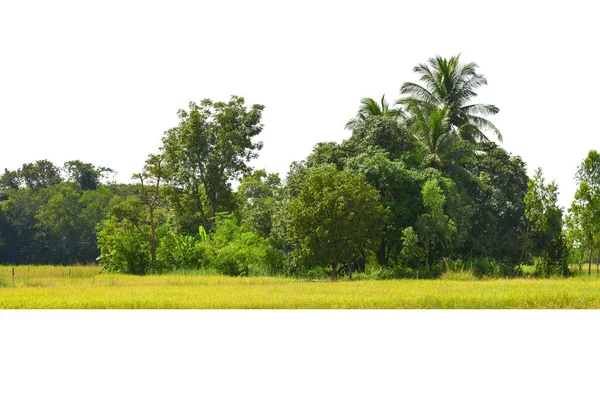 Groupe Arbres Isolés Sur Des Arbres Tropicaux Blancs Isolés Utilisés — Photo