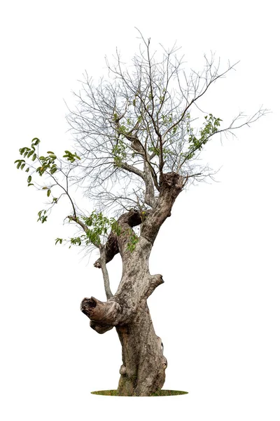 Strom Roste Sám Sobě Bílé Pozadí Listy Padají Padají Jako — Stock fotografie