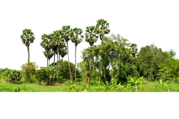 Bomen Suikerpalmbomen Lijn Geïsoleerd Witte Achtergrond — Stockfoto