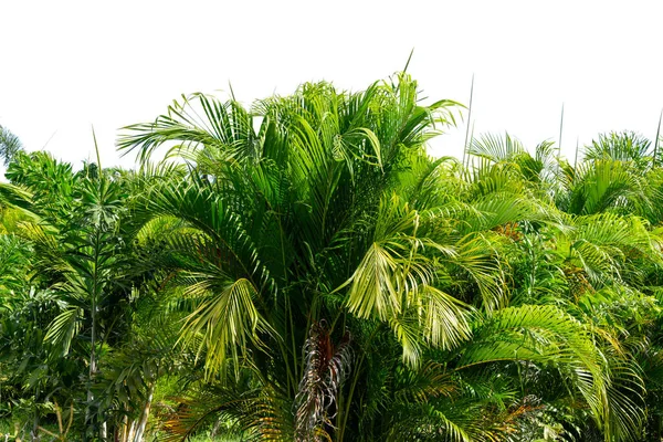 Palmbladeren Groene Palmbladeren Geïsoleerd Witte Achtergrond — Stockfoto