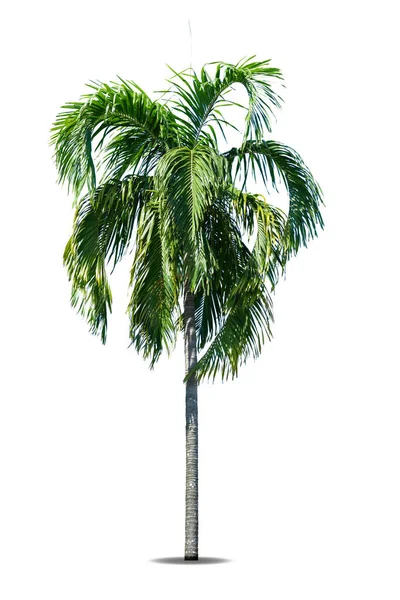 Palmera Aislada Sobre Fondo Blanco Ruta Recorte Incluida — Foto de Stock