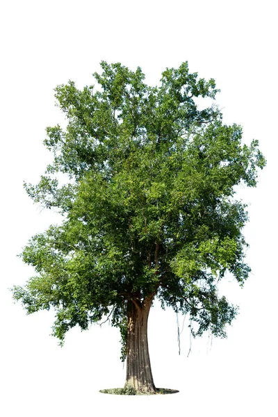 Απομονωμένο Πράσινο Δέντρο Λευκό Φόντο Δέντρα Απομονωμένα Λευκό Φόντο Τροπικά — Φωτογραφία Αρχείου