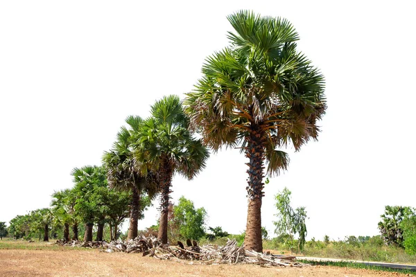 Palmier Éventails Jupon Californie Feuille Verte Éventail Une Plante Tropicale — Photo