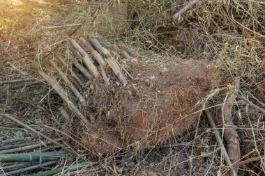 Bambu, bambu ağacı dikmek için kök kes.