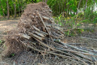 Bambu, bambu ağacı dikmek için kök kes.