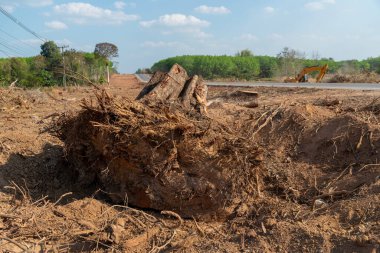 Bir ağaç kökü kazın Devrilmiş ağaç. Yırtık ağaç kökü. Yerin altından kökleri kopmuş bir ağaç yaprakların içinde yerde yatar. Ağaçlar vahşice öldürülüyor ve parçalara ayrılıyor kökleri, dalları parçalıyor.