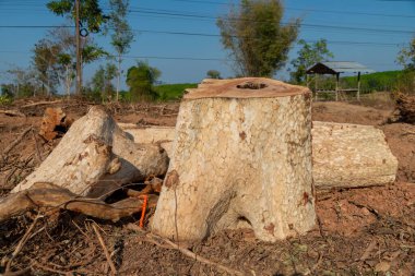 Kesilen ölü ağaç manzarası, kırsal kesim, Tayland