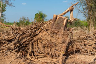 Bir ağaç kökü kazın Devrilmiş ağaç. Yırtık ağaç kökü. Yerin altından kökleri kopmuş bir ağaç yaprakların içinde yerde yatar. Ağaçlar vahşice öldürülüyor ve parçalara ayrılıyor kökleri, dalları parçalıyor.