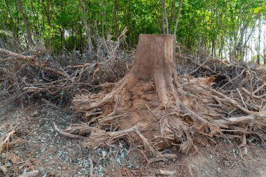 Bir ağaç kökü kazın Devrilmiş ağaç. Yırtık ağaç kökü. Yerin altından kökleri kopmuş bir ağaç yaprakların içinde yerde yatar. Ağaçlar vahşice öldürülüyor ve parçalara ayrılıyor kökleri, dalları parçalıyor.