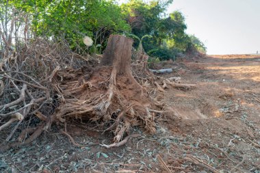 Bir ağaç kökü kazın Devrilmiş ağaç. Yırtık ağaç kökü. Yerin altından kökleri kopmuş bir ağaç yaprakların içinde yerde yatar. Ağaçlar vahşice öldürülüyor ve parçalara ayrılıyor kökleri, dalları parçalıyor.