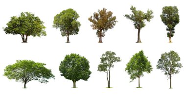 Beyaz arka planda izole edilmiş ağaçlar koleksiyonu, dizayn için egzotik tropikal ağaç.