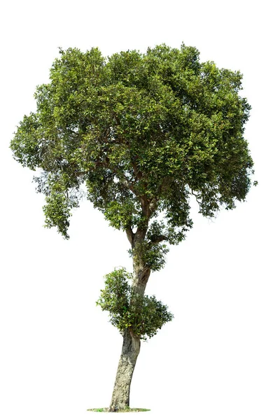 Perspektiv Träd Isolerad Vit Bakgrund Tropiska Träd Isolerade Används För — Stockfoto