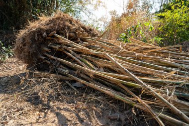 Bambu, bambu ağacı dikmek için kök kes.
