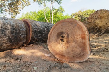 Ağaç gövdesi işleme hazır, Eski demirhindi kütüğü.