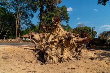 Bir ağaç kökü kaz Devrilmiş bir ağaç, yerin altından kökleri kopmuş bir ağaç yerde yatar.