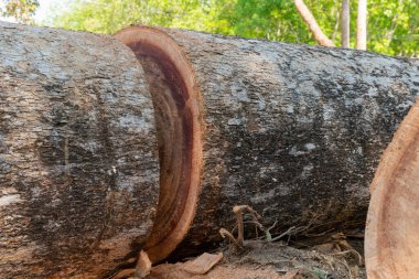Ağaç gövdesi işleme hazır, Eski demirhindi kütüğü.