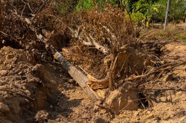 Bir ağaç kökü kazın Devrilmiş ağaç. Yırtık ağaç kökü. Yerin altından kökleri kopmuş bir ağaç yaprakların içinde yerde yatar. Ağaçlar vahşice öldürülüyor ve parçalara ayrılıyor kökleri, dalları parçalıyor.