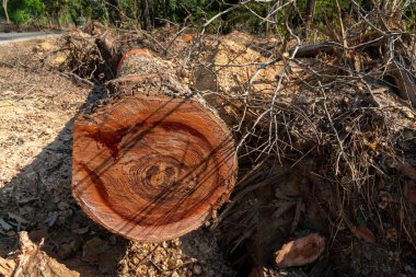Kesilen ölü ağaç manzarası, kırsal kesim, Tayland