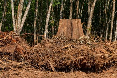 Bir ağaç kökü kazın Devrilmiş ağaç. Yırtık ağaç kökü. Yerin altından kökleri kopmuş bir ağaç yaprakların içinde yerde yatar. Ağaçlar vahşice öldürülüyor ve parçalara ayrılıyor kökleri, dalları parçalıyor.