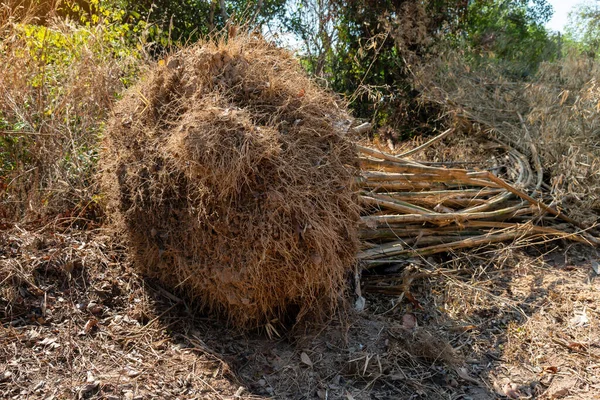 Bambu, bambu ağacı dikmek için kök kes.
