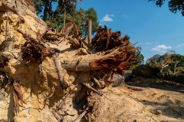 Bir ağaç kökü kazın Devrilmiş ağaç. Yırtık ağaç kökü. Yerin altından kökleri kopmuş bir ağaç yaprakların içinde yerde yatar. Ağaçlar vahşice öldürülüyor ve parçalara ayrılıyor kökleri, dalları parçalıyor.