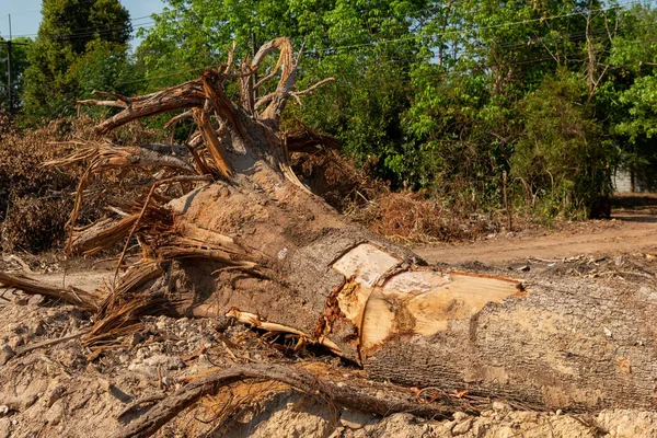 Wykop Korzeń Drzewa Upadłe Drzewo Rozdarte Drzewo Korzeniami Spod Ziemi — Zdjęcie stockowe