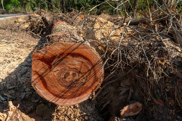 Kesilen ölü ağaç manzarası, kırsal kesim, Tayland