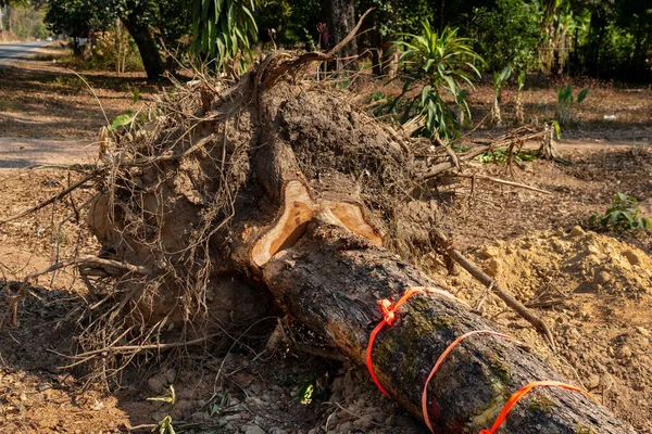 Bir ağaç kökü kazın Devrilmiş ağaç. Yırtık ağaç kökü. Yerin altından kökleri kopmuş bir ağaç yaprakların içinde yerde yatar. Ağaçlar vahşice öldürülüyor ve parçalara ayrılıyor kökleri, dalları parçalıyor.