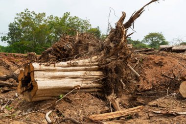 Bir ağaç kökü kaz Devrilmiş bir ağaç, yerin altından kökleri kopmuş bir ağaç yerde yatar.