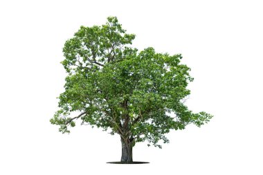 Kırpma yolu olan beyaz arkaplanda ağaç izole et