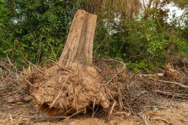 Bir ağaç kökü kaz Devrilmiş bir ağaç, yerin altından kökleri kopmuş bir ağaç yerde yatar.