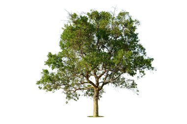 Beyaz zemin üzerinde izole edilmiş yeşil ağaç, beyaz zemin üzerinde izole edilmiş ağaçlar, tasarım, reklam ve mimari için izole edilmiş tropikal ağaçlar..