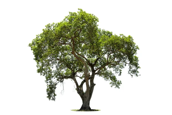 Árbol Verde Aislado Sobre Fondo Blanco —  Fotos de Stock