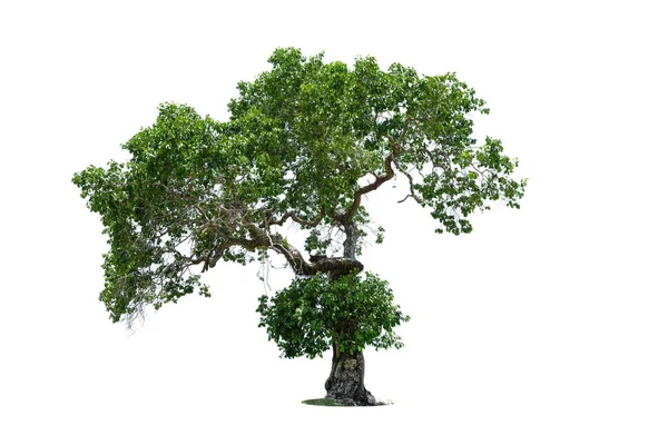 Tree Isolate White Background Clipping Path — Stock fotografie