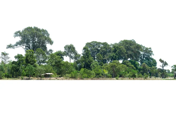 Вид Дерево Высокой Четкости Изолированное Белом Фоне — стоковое фото