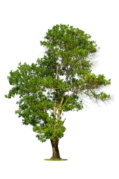Дерева Ізольовані Білому Тлі Тропічні Дерева Ізольовані Використовуються Дизайну Реклами — стокове фото